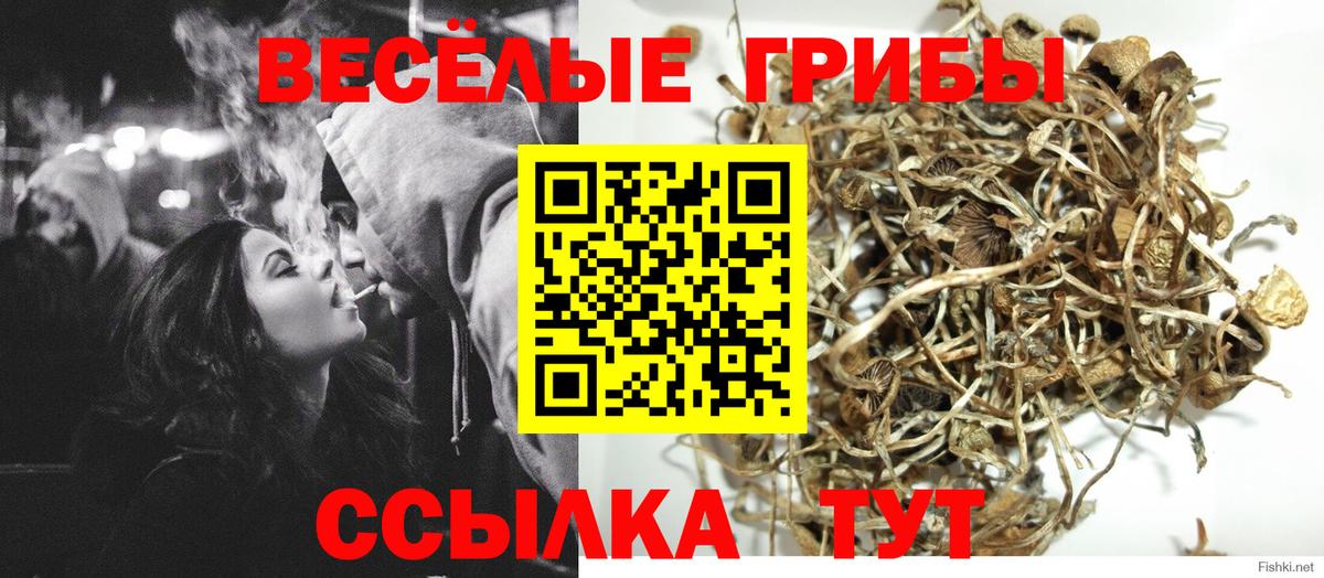 Псилоцибиновые грибы Psilocybe  Геленджик 